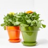 CALENDULA M-13