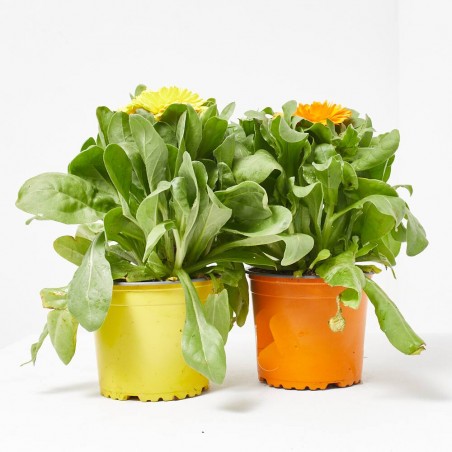 CALENDULA M-13