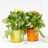 CALENDULA M-13