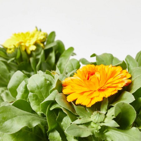 CALENDULA M-13