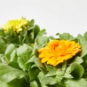CALENDULA M-13