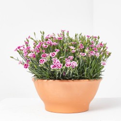 CLAVEL PINK KISSES TARRINA 23CM