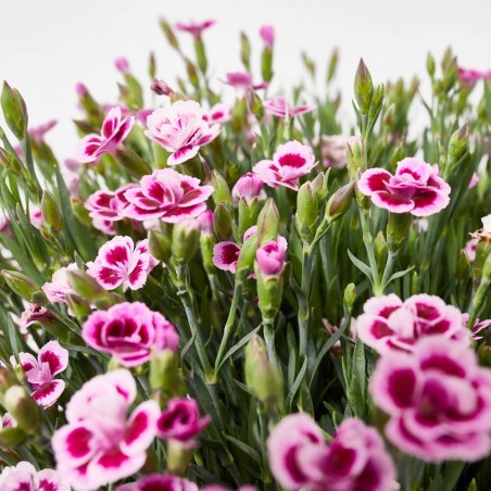 CLAVEL PINK KISSES TARRINA 23CM