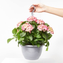 HORTENSIA COLGADOR MACETA 25CM