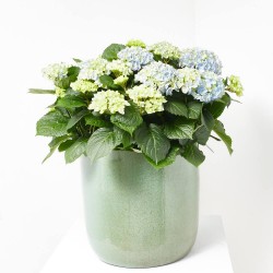 HORTENSIA MACETA 32CM