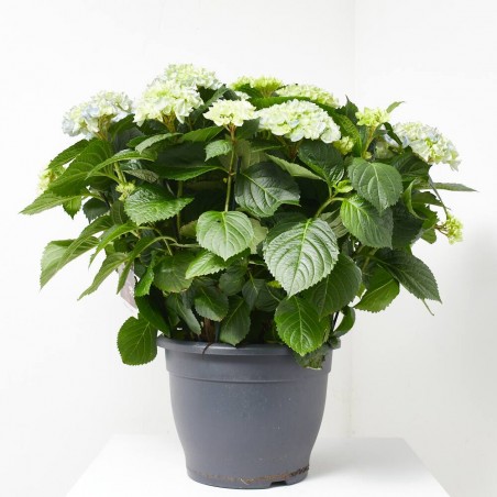 HORTENSIA MACETA 32CM