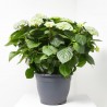HORTENSIA MACETA 32CM