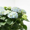HORTENSIA MACETA 32CM