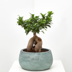 FICUS MICROCARPA TARRINA