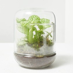 TERRA VIVANT - CAPSULE FITTO