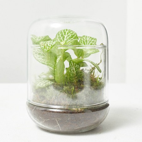 TERRA VIVANT - CAPSULE FITTO