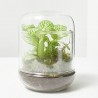 TERRA VIVANT - CAPSULE FITTO