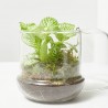 TERRA VIVANT - CAPSULE FITTO
