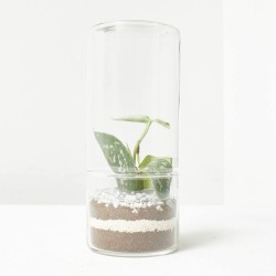 TERRA VIVANT - GREEN TOWER S