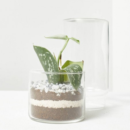 TERRA VIVANT - GREEN TOWER S
