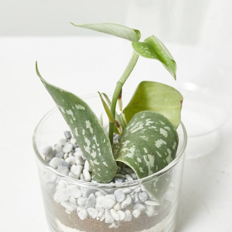 TERRA VIVANT - GREEN TOWER S