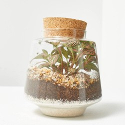 TERRA VIVANT - IZUMI M