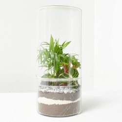 TERRA VIVANT - GREEN TOWER M MIX