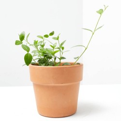 VINCA MINOR MACETA 11CM