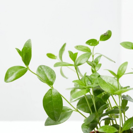 VINCA MINOR MACETA 11CM