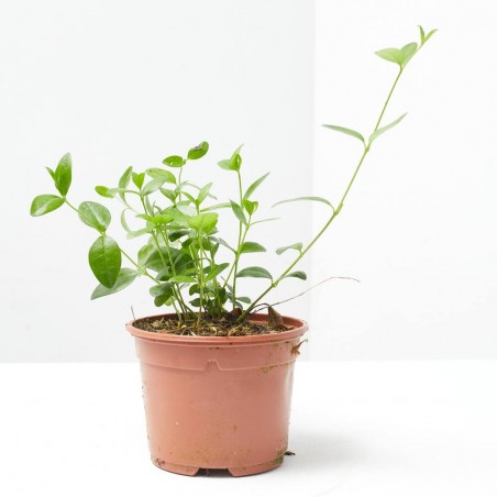 VINCA MINOR MACETA 11CM
