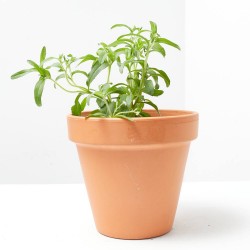 STEVIA MACETA 13CM