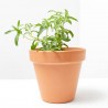 STEVIA MACETA 13CM