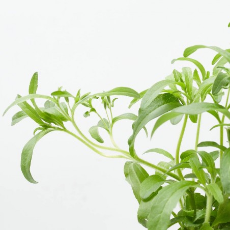 STEVIA MACETA 13CM