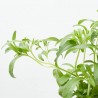 STEVIA MACETA 13CM