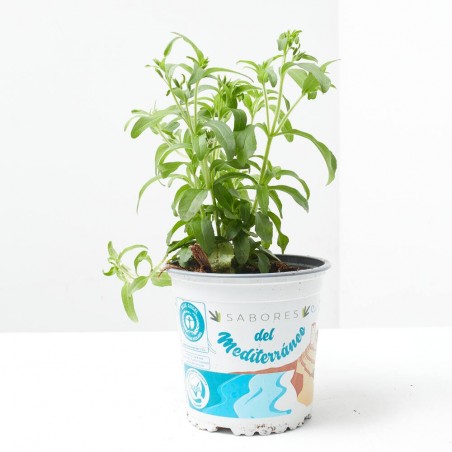 STEVIA MACETA 13CM