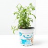 STEVIA MACETA 13CM