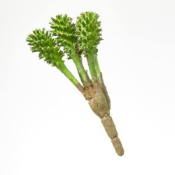 PICK EUPHORBIA. 17 CM. SURTIDO 6+6.