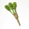 PICK EUPHORBIA. 17 CM. SURTIDO 6+6.