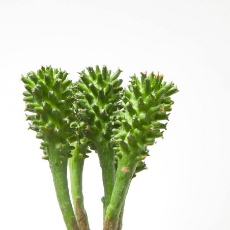 PICK EUPHORBIA. 17 CM. SURTIDO 6+6.