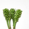 PICK EUPHORBIA. 17 CM. SURTIDO 6+6.