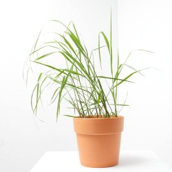 PANICUM MACETA 3L