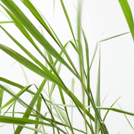 PANICUM MACETA 3L