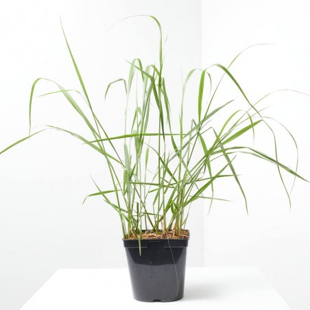 PANICUM MACETA 3L