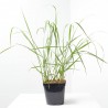 PANICUM MACETA 3L