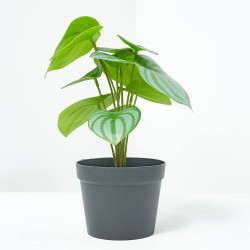 MACETA BEGONIA. 28 CM. VERDE