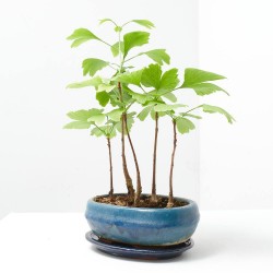 BONSÁI GINKGO BILOBA 'OVAL' FOREST 20 CM