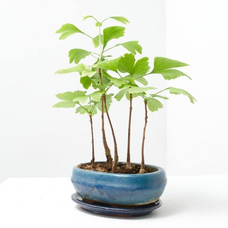 BONSÁI GINKGO BILOBA 'OVAL' FOREST 20 CM
