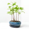 BONSÁI GINKGO BILOBA 'OVAL' FOREST 20 CM