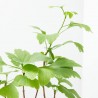 BONSÁI GINKGO BILOBA 'OVAL' FOREST 20 CM