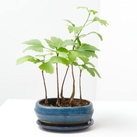 BONSÁI GINKGO BILOBA 'OVAL' FOREST 20 CM