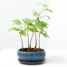 BONSÁI GINKGO BILOBA 'OVAL' FOREST 20 CM