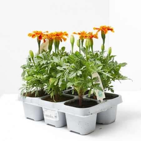 TAGETE PATULA BICOLOR BANDEJA 6UDS