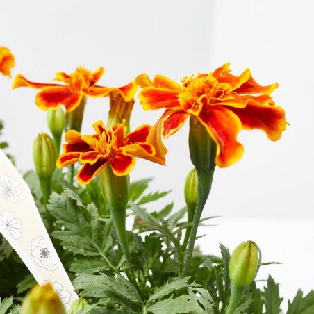 TAGETE PATULA BICOLOR BANDEJA 6UDS