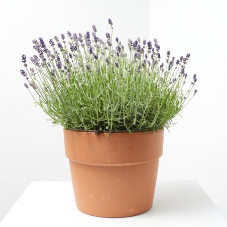 LAVANDA HIDCOTE MACETA 10L