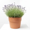 LAVANDA HIDCOTE MACETA 10L
